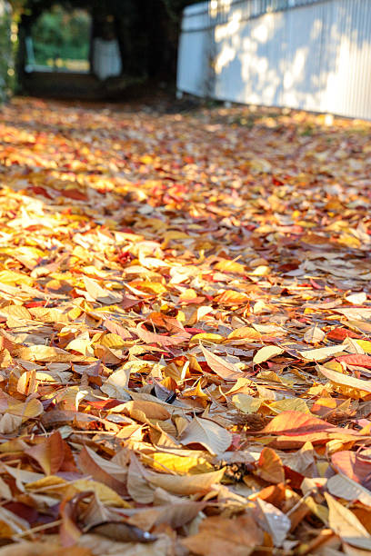 Autumn Walkway Covered in Golden Leaves