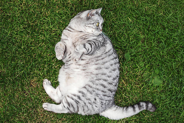 istock Fat gray tabby cat lying on green grass outdoors looking to the side with relaxed posture and playful expression 2244711077