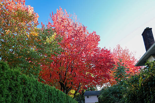 istock Red Maple Tree and Green Hedges in a Residential Area 2244711205