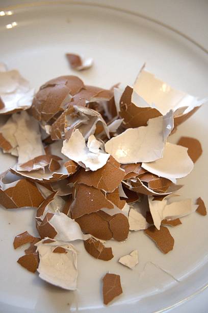 Eggshell on white plate, close-up
