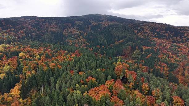 istock vibrant forest scenery, diverse forest layers painted with bright fall colors across rolling hills 2244712549