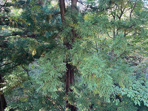 Majestic Cedar Tree Standing in the Autumn Forest