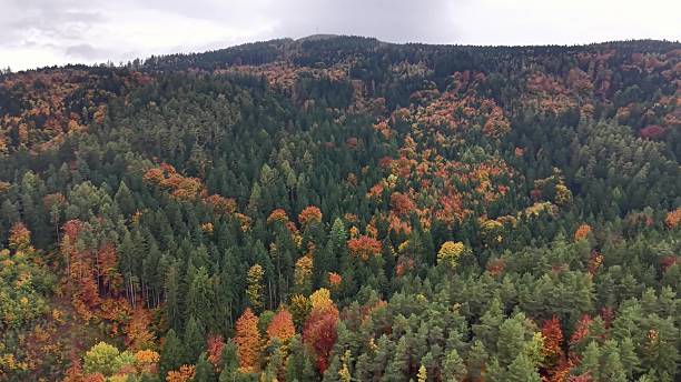 istock broad aerial perspective capturing vivid deciduous and evergreen trees across peaceful mountain 2244712677