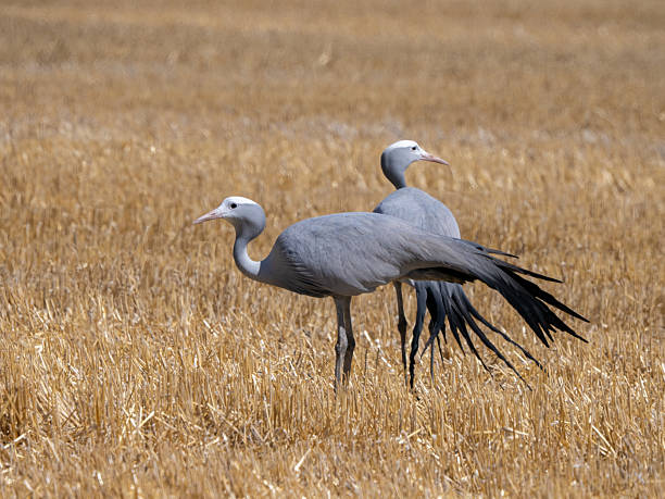 Blue cranes, an endangered species,  in a wheat field in the Overberg region of the Western Cape.