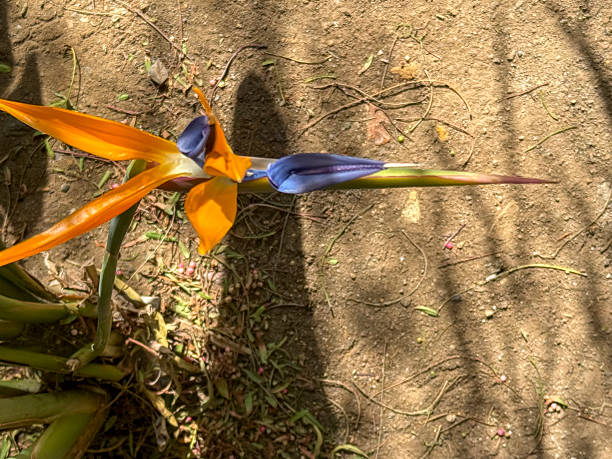 Close up of Bird of Paradise Flower in California