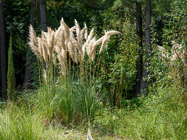 Autumn garden landscape with pampas grass growing