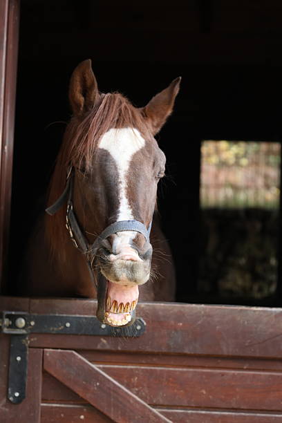 istock Horse stable doorway 2244716599