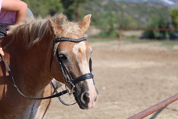istock Horse wearing bridle 2244716865