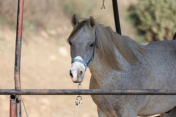 Horse wearing bridle. Horse grassy field. High quality photo
