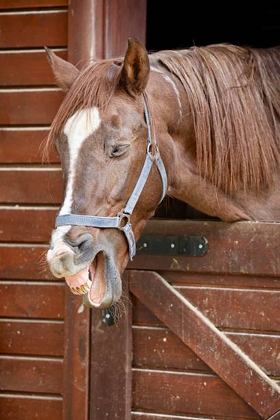 istock Horse stable doorway 2244717265
