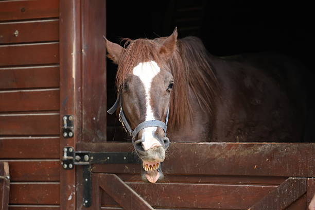 Headshot portrait of a horse in a barn