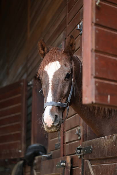 Horse stable doorway.Horse stable window. High quality photo