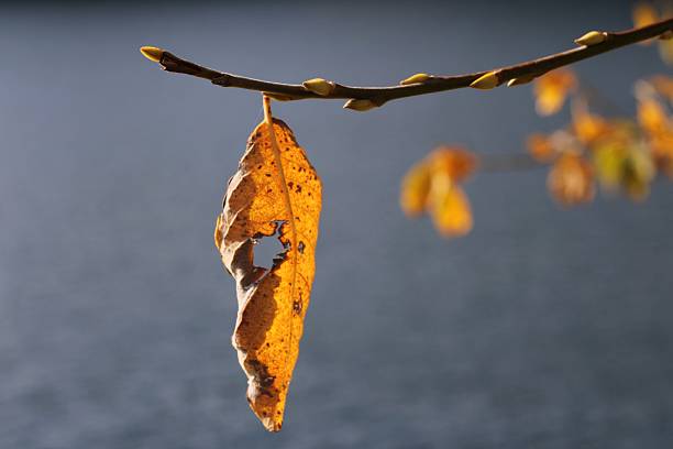 A solitary, curled autumn leaf, cured to a stunning gold and orange hue, hangs delicately from a slender twig adorned with small, fresh spring buds. This horizontal composition isolates the warm-toned subject against the smooth, cool gray-blue background of blurred water (bokeh). The photograph powerfully conveys a sense of fragility, resilience, and the quiet, melancholic beauty of seasonal transition