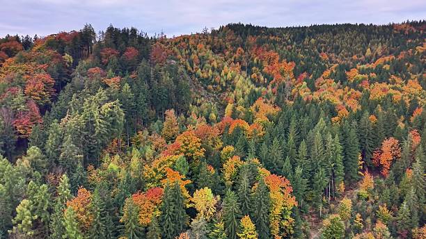 istock mountain forest panorama, hovering drone showcases layered treetops with colorful foliage and mist 2244718793