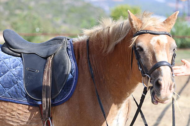 Horse wearing bridle. Horse grassy field. High quality photo