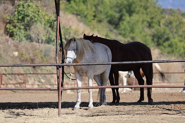 Horse wearing bridle. Horse grassy field. High quality photo