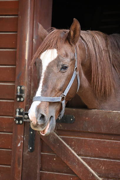 istock Horse stable doorway 2244720745