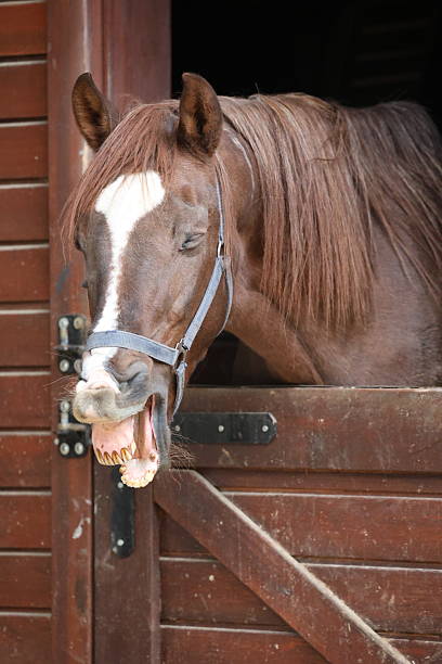 istock Horse stable doorway 2244721257