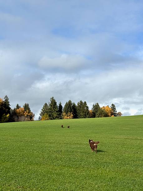 istock Three Dogs Exploring Green Field with Autumn Trees 2244723299
