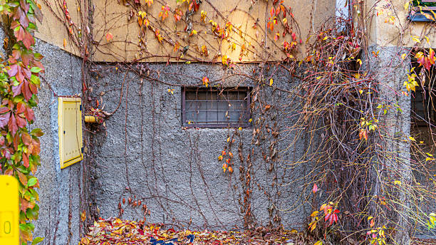 istock Autumn ivy climbing on a building wall with a small basement window, partially colored leaves fallen on the ground forming a natural composition 2244723397