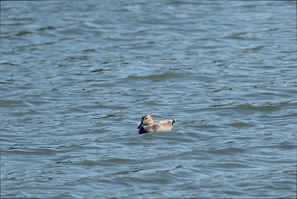 istock Gadwall male swimming 2244723462