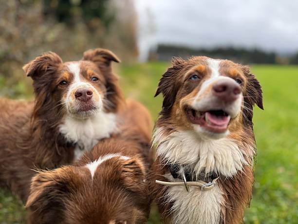 istock Smiling Brown and White Border Collies in Field 2244723526