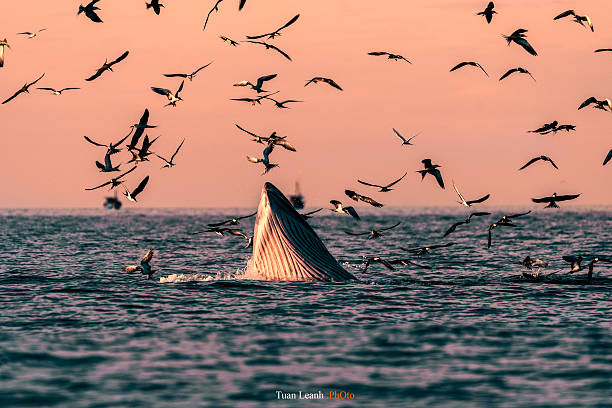 Bryde fish in Quy Nhon sea- Vietnam