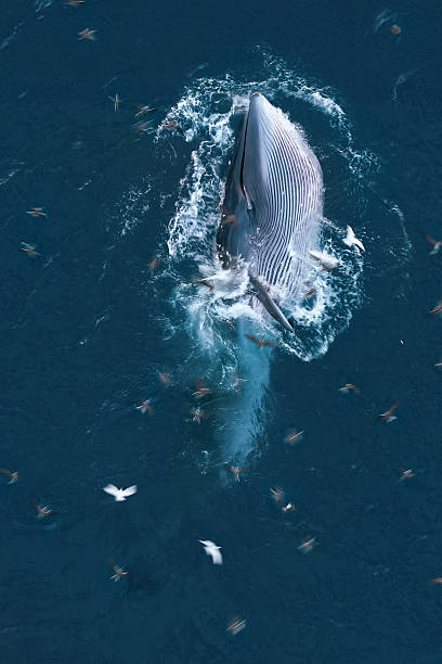 istock Bryde fish in Quy Nhon sea- Vietnam 2244723804