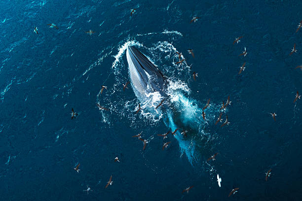 Bryde fish in Quy Nhon sea- Vietnam