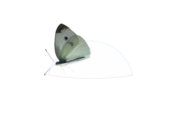 A butterfly falls on a lamp on a white background