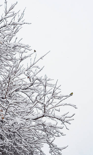 istock Two sparrows on a snowy tree branch on a white background 2244726307