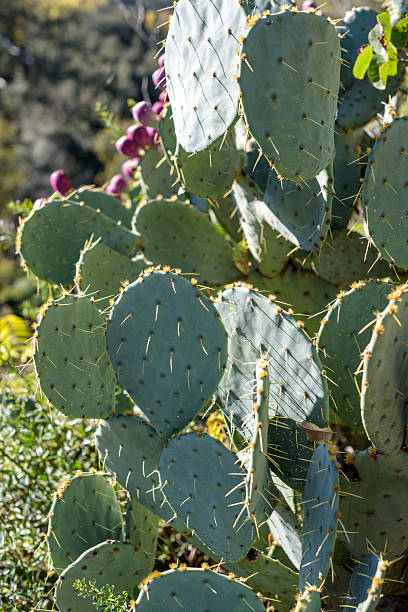 istock Prickly Pear Cactus with Purple Fruits 2244728522