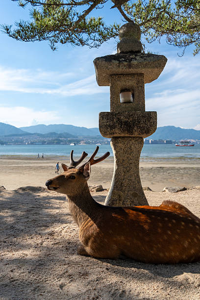 A peaceful deer lies in the shade beside a stone lantern, overlooking the sea on the tranquil beach of Miyajima, Japan
