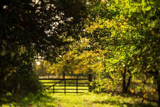 istock Tranquil Woodland Scene with Rural Gate 2244728836