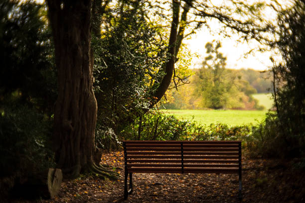 Fresh green trees and park bench
