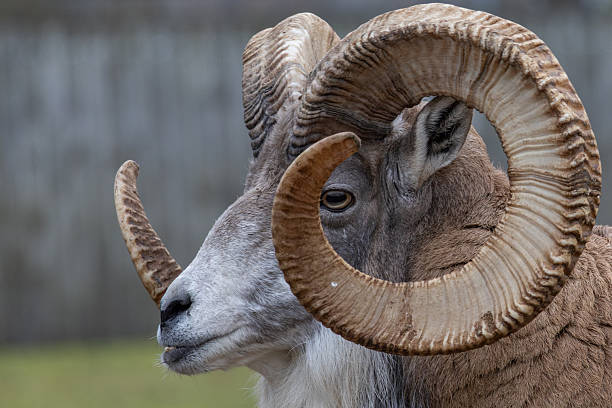 istock Transcaspian urial. Ovis orientalis arkal. 2244730353