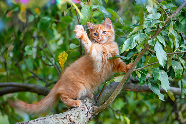 istock A funny ginger kitten waves hello with its paw while sitting on a tree in the garden 2244730600