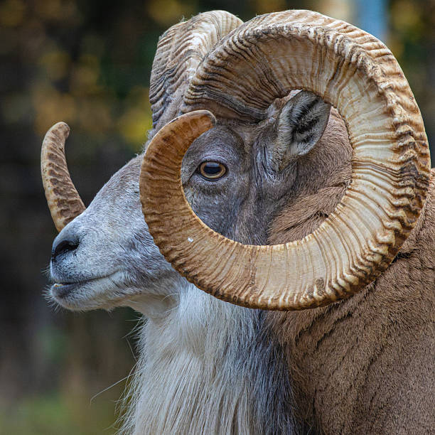 istock Transcaspian urial, Ovis orientalis arkal. big eye. 2244730868