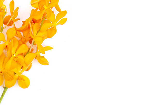 istock Orange mokara orchid on white background. 2244733512