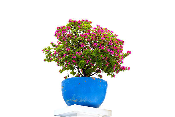 Beautiful bougainvillea tree with flowers on white