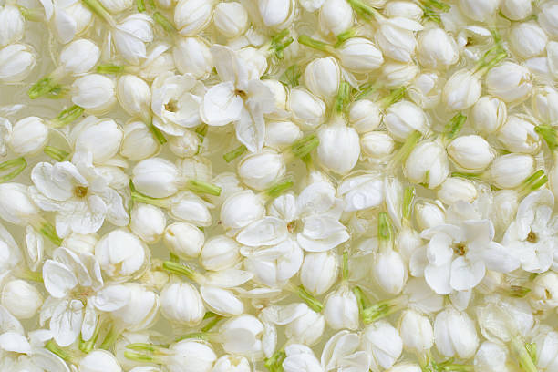 istock Fresh jasmine flowers floating in water, delicate and fragrant. 2244734269
