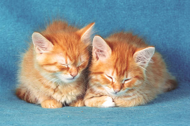 Two cute ginger kittens are sleeping on a blue blanket