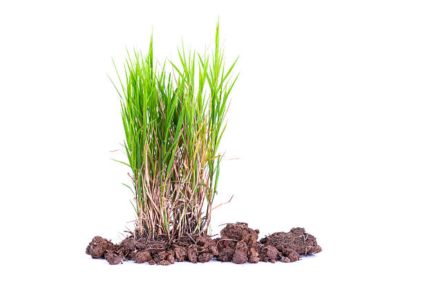 istock Natural green grass or weeds isolated on white background. 2244736926