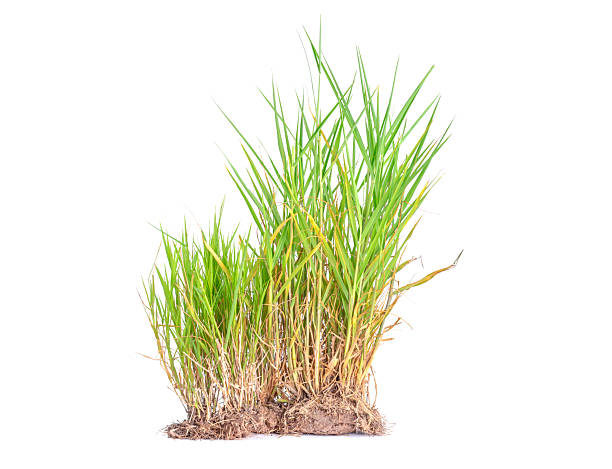 istock Natural green grass or weeds isolated on white background. 2244736929