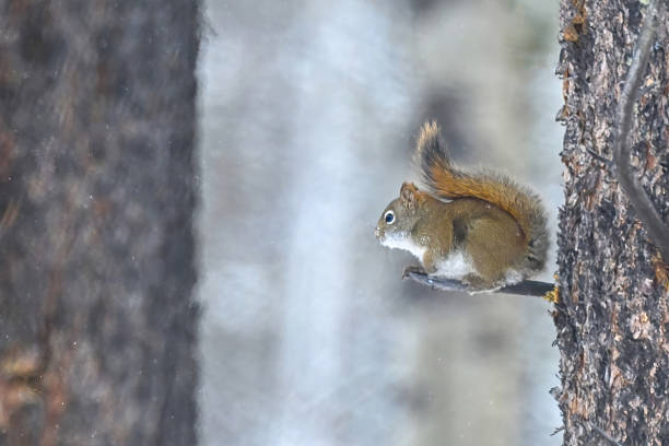 Red squirrel under a winter snowfall in the forests of Alberta, Canada