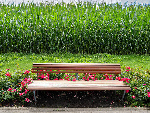 A wooden bench surrounded by pink flowers in front of a cornfield.