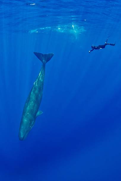 istock Sperm whale (Physeter macrocephalus) and free diver (Southern Indian ocean) Mauritius 2244740091