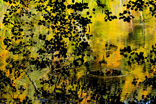 Reflection of trees changing colors in the lake in autumn