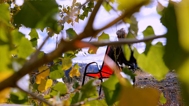 View through autumn leaves to mature man relaxing on chair on hillside, Canadian Rockies