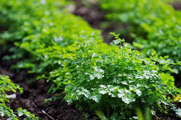 istock parsley in the garden 2244743328